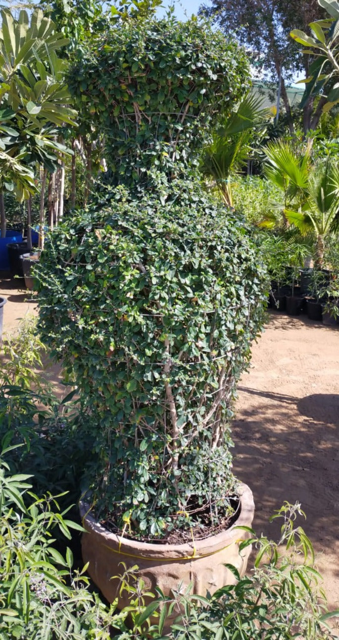 Ehretia Big (Different Shapes) – image 9