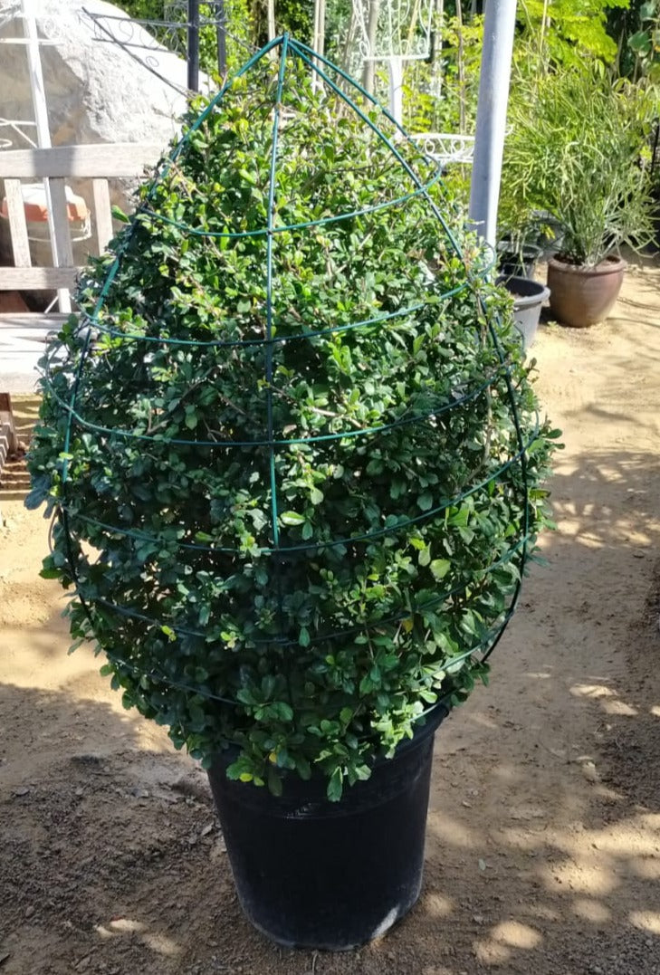 Ehretia Big (Different Shapes) – image 8
