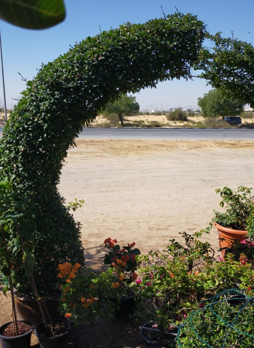 Ehretia Big (Different Shapes) – image 6