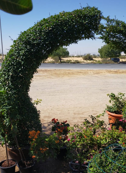 Ehretia Big (Different Shapes) – image 6
