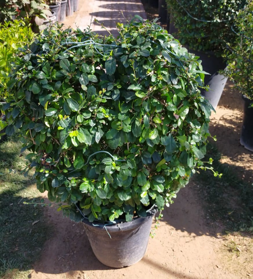 Ehretia Big (Different Shapes) – image 5