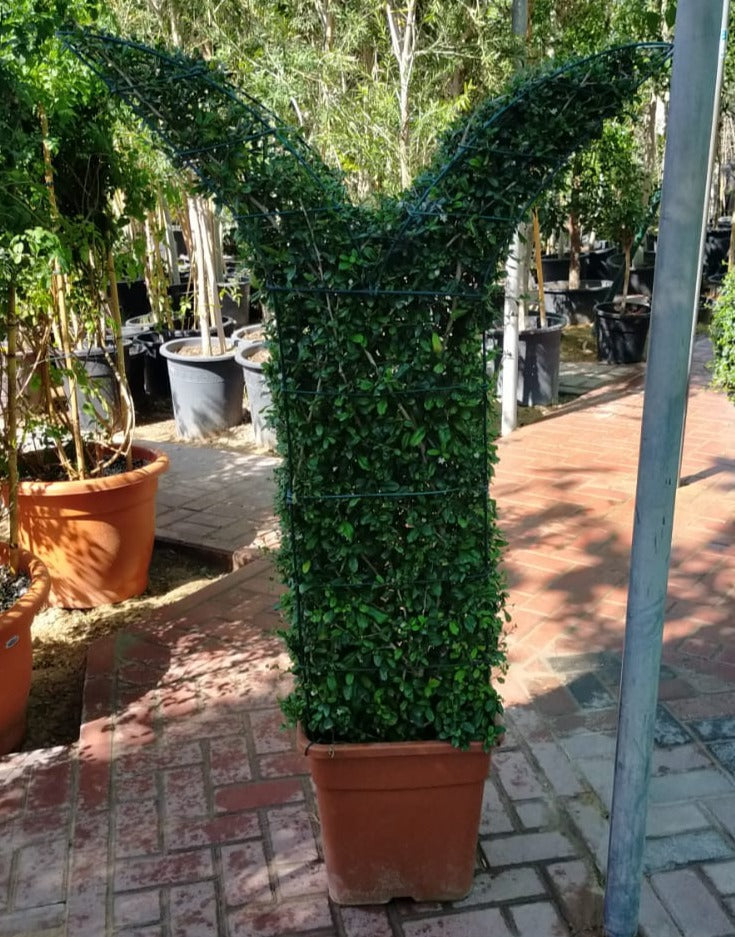 Ehretia Big (Different Shapes) – image 4