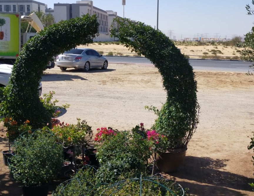 Ehretia Big (Different Shapes) – image 2