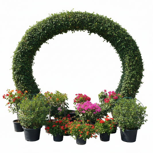 Ehretia Big (Different Shapes) – image 1