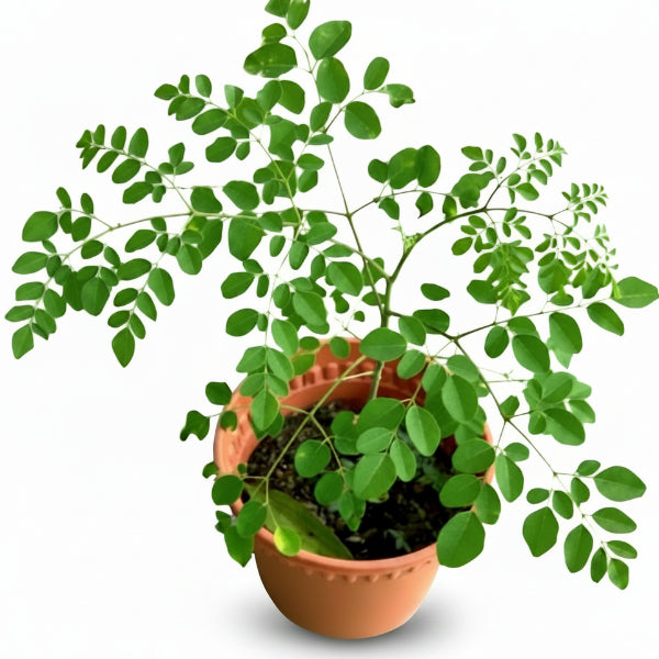 Moringa Oleifera, Drum Stick – image 3