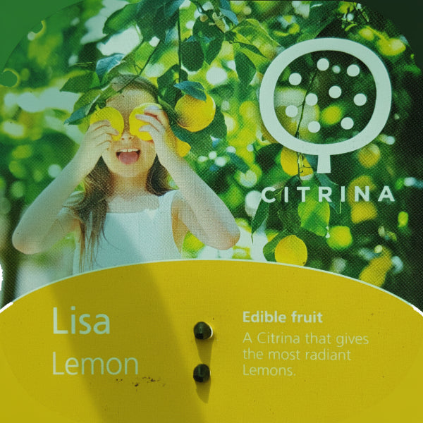 Office Lemon Tree, Citrus Lemon with fruit – image 2