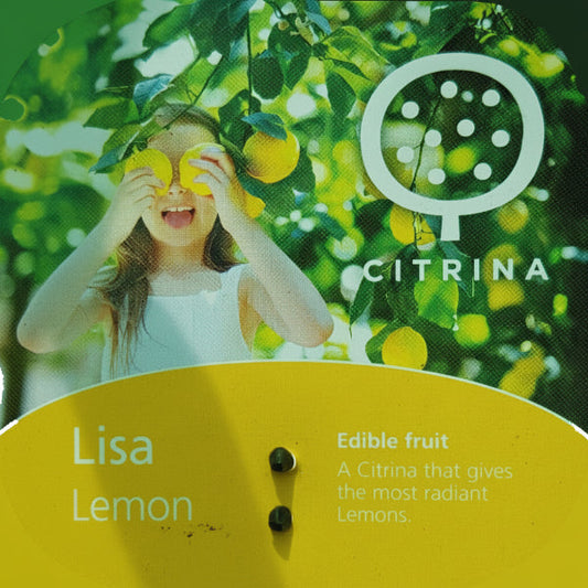 Office Lemon Tree, Citrus Lemon with fruit – image 2
