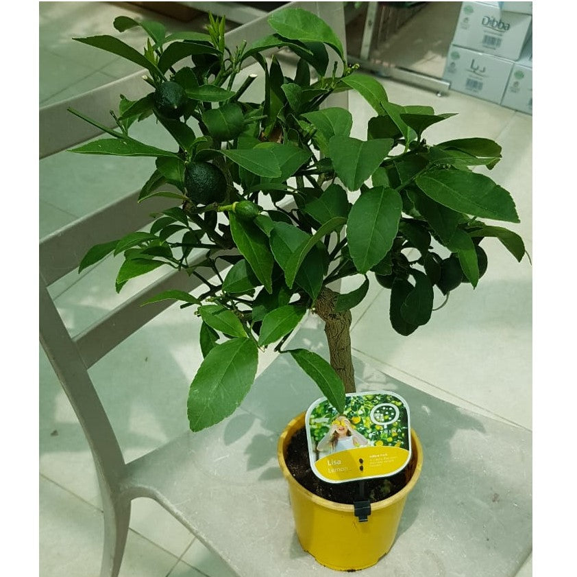 Office Lemon Tree, Citrus Lemon with fruit – image 5