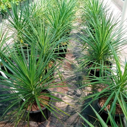 Yucca Elephantipes, Spineless Yucca, Giant Yucca – image 4