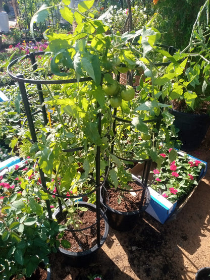Tomato Plant – image 4