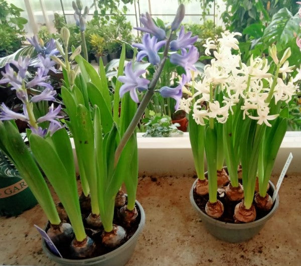 Hyacinth Bulb Fragrance – image 4
