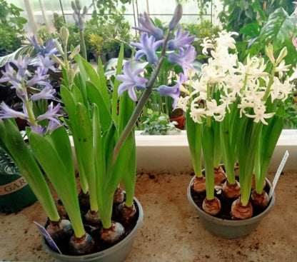 Hyacinth Bulb Fragrance – image 4
