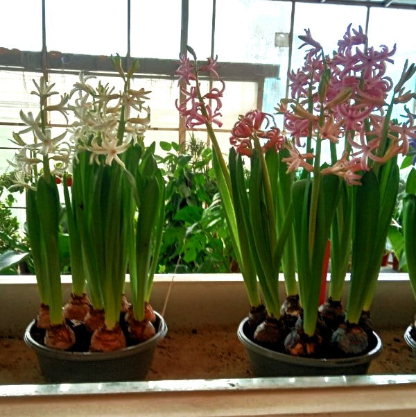Hyacinth Bulb Fragrance – image 7