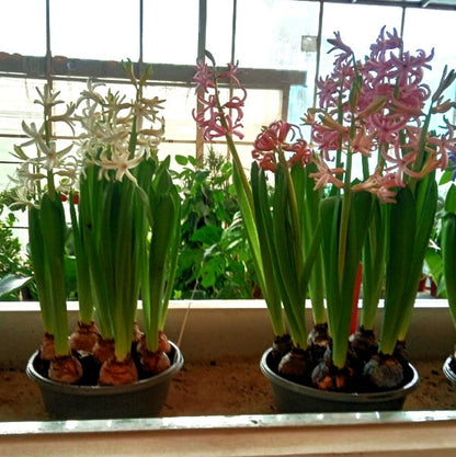 Hyacinth Bulb Fragrance – image 7
