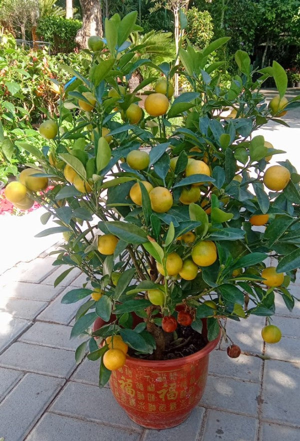 Citrus Microcarpa, Calamansi Citrus – image 6