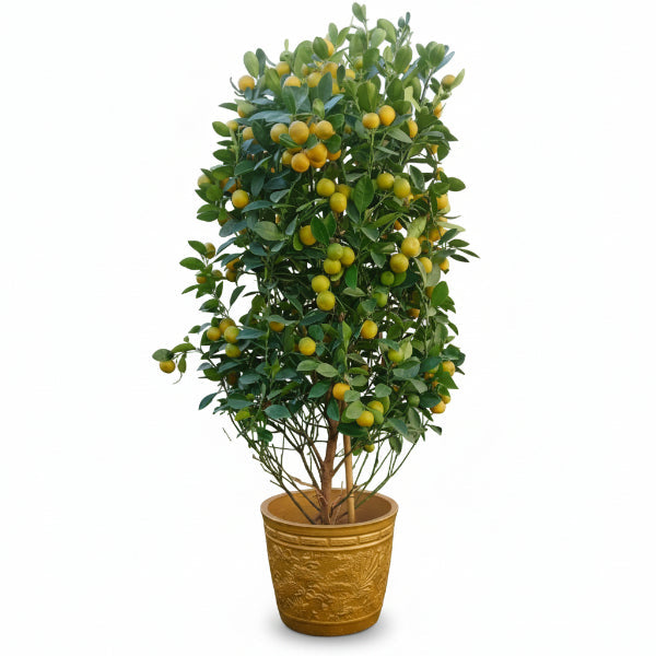 Citrus Microcarpa, Calamansi Citrus – image 4