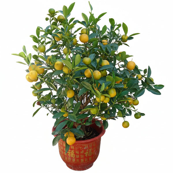 Citrus Microcarpa, Calamansi Citrus – image 2