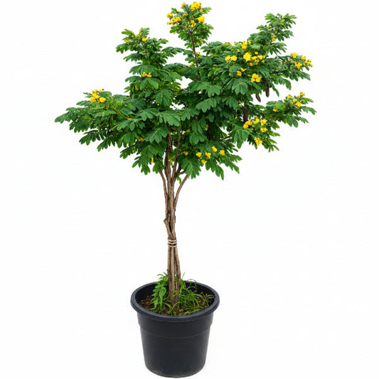 Cassia Surattensis, Scrambled Egg Plant, Sunshine tree – image 1