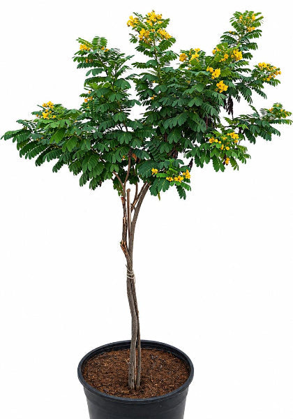 Cassia Surattensis, Scrambled Egg Plant, Sunshine tree – image 3
