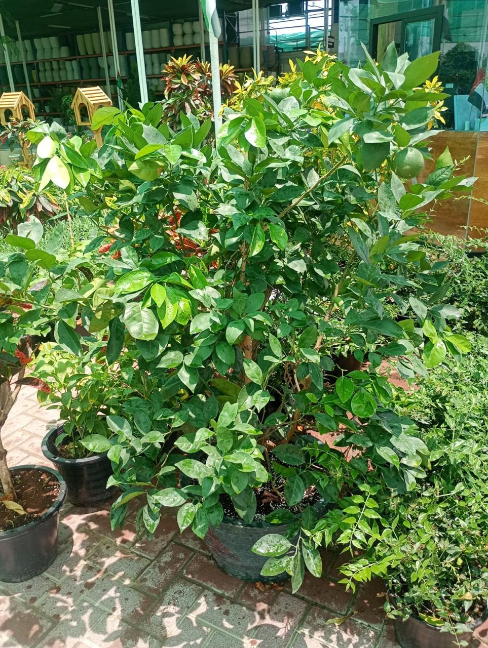 Citrus orange, Abu Surra, Orange Tree – image 3