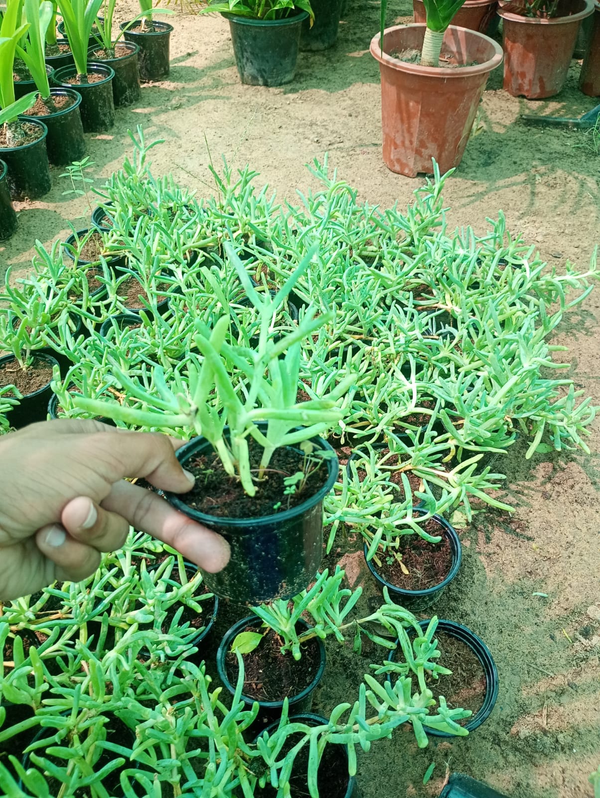 Lampranthus spectabilis, Copiosus (small) – image 9