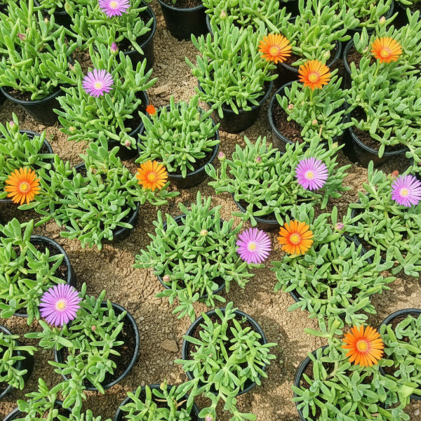 Lampranthus spectabilis, Copiosus (small) – image 4