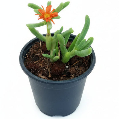 Lampranthus spectabilis, Copiosus (small) – image 3