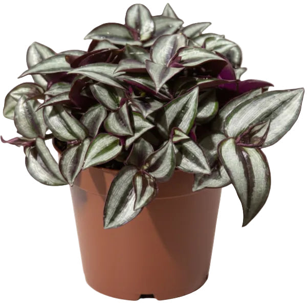 Tradescantia zebrina , Wandering Jew – image 2