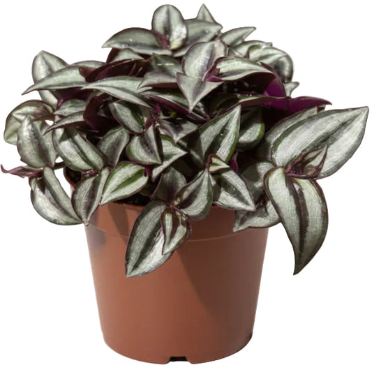 Tradescantia zebrina , Wandering Jew – image 2