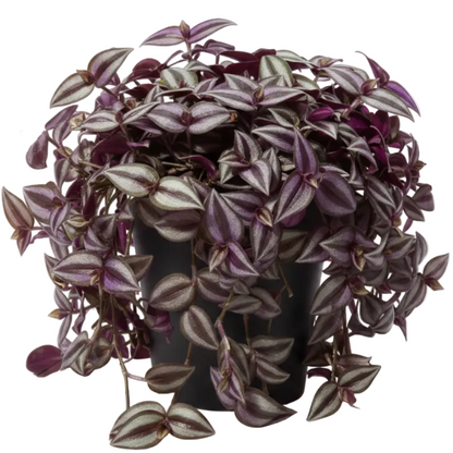 Tradescantia zebrina , Wandering Jew – image 6