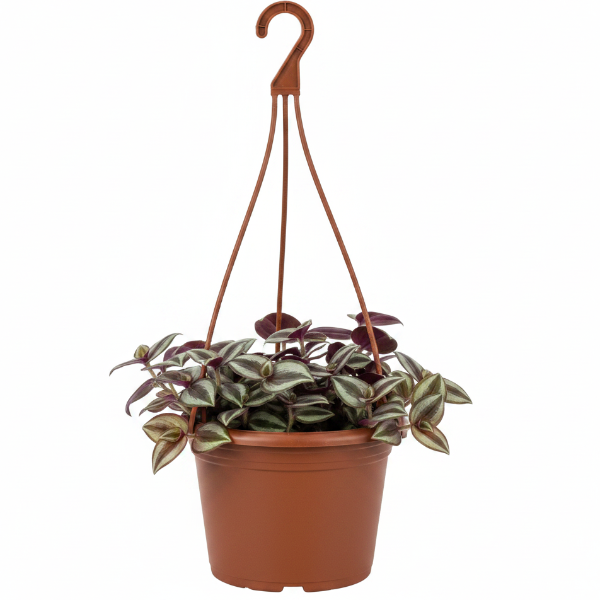 Tradescantia zebrina , Wandering Jew – image 7