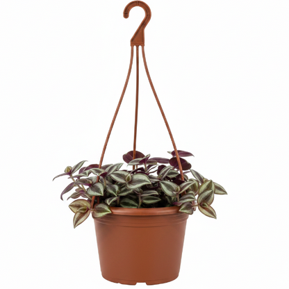 Tradescantia zebrina , Wandering Jew – image 7