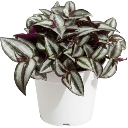 Tradescantia zebrina , Wandering Jew – image 8