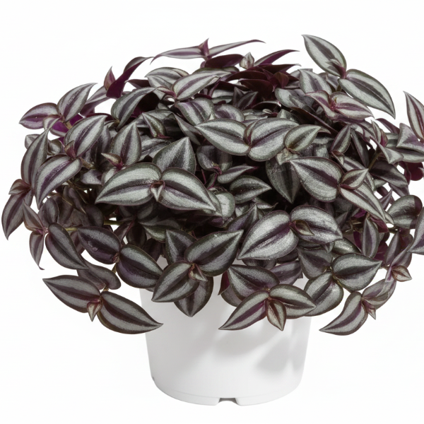 Tradescantia zebrina , Wandering Jew – image 9