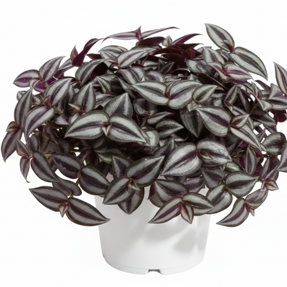 Tradescantia zebrina , Wandering Jew – image 9