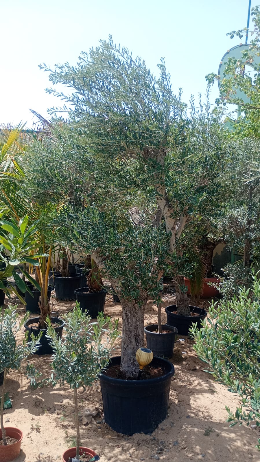 Olive Tree, Olea Europaea – image 16