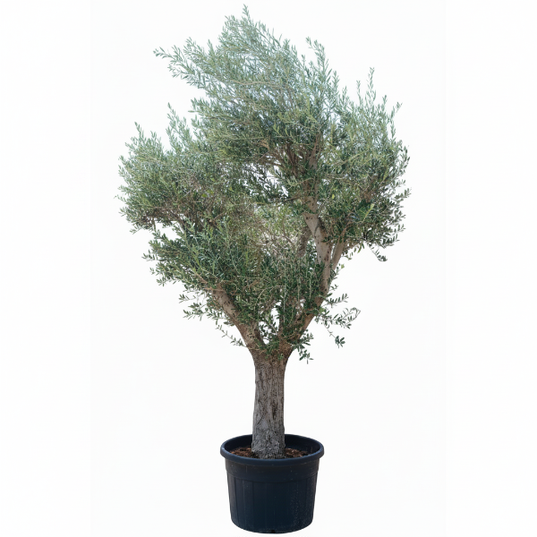 Olive Tree, Olea Europaea – image 2