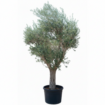Olive Tree, Olea Europaea – image 2