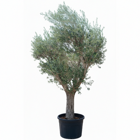 Olive Tree, Olea Europaea – image 2
