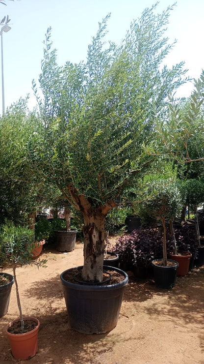 Olive Tree, Olea Europaea – image 15