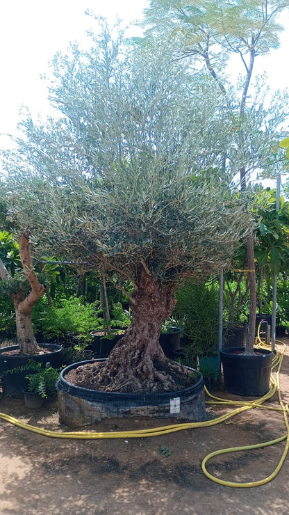 Olive Tree, Olea Europaea – image 17