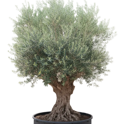 Olive Tree, Olea Europaea – image 18