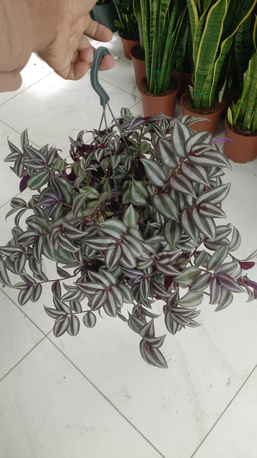 Tradescantia zebrina , Wandering Jew – image 11