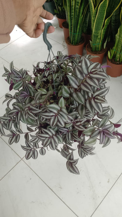 Tradescantia zebrina , Wandering Jew – image 11