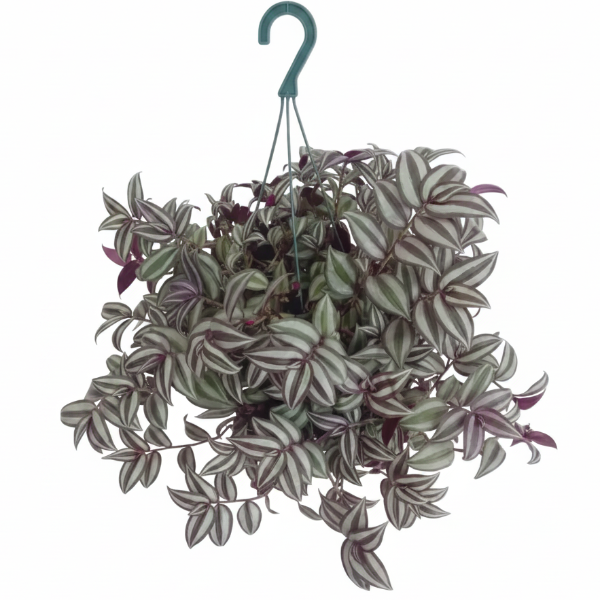 Tradescantia zebrina , Wandering Jew – image 10