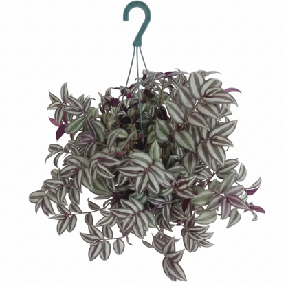 Tradescantia zebrina , Wandering Jew – image 10