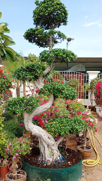 Ficus S Bonsai – image 6