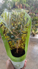 Olive Tree (Olea europaea) - product image 2