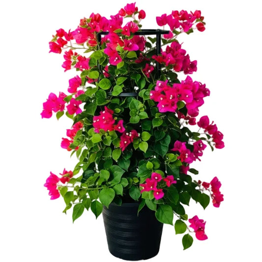 Great Bougainvillea, Bougainvillea Spectabilis – image 1