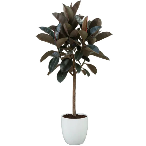 Rubber Plant - Ficus Elastica – Green Plants